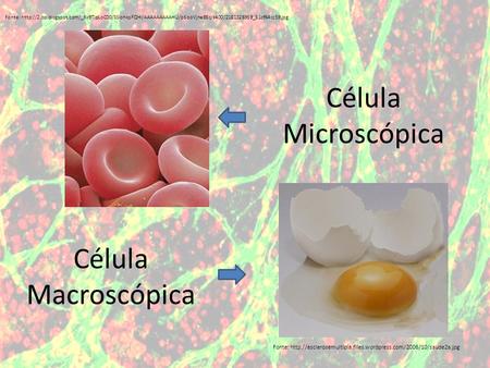 Célula Microscópica Célula Macroscópica