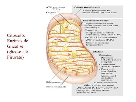 Citossolo: Enzimas de Glicólise (glicose até Piruvato)