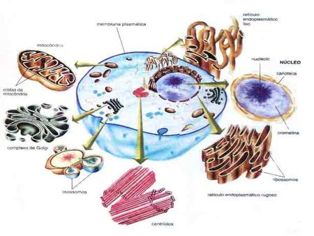 CITOPLASMA É todo o ambiente interno da célula, região entre a membrana plasmática (delimita a célula) e o envoltório nuclear. Formado por um líquido gelatinoso,