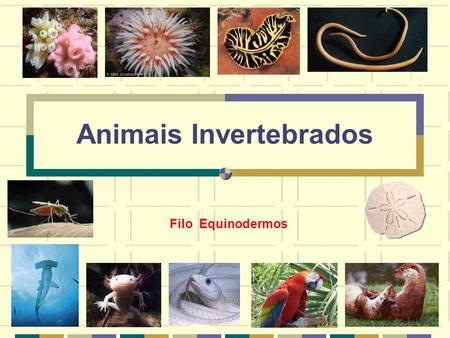 Animais Invertebrados
