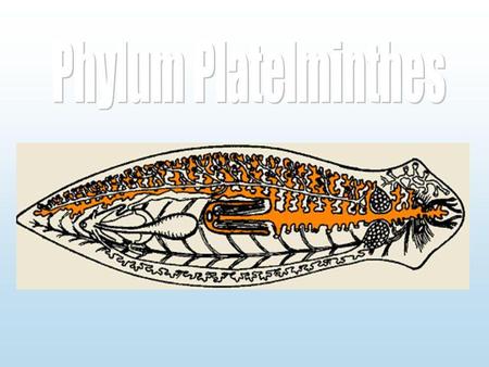 Phylum Platelminthes.