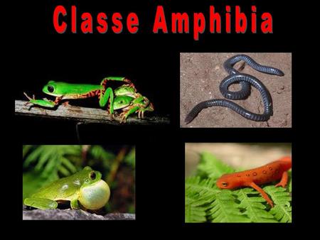 Classe Amphibia.