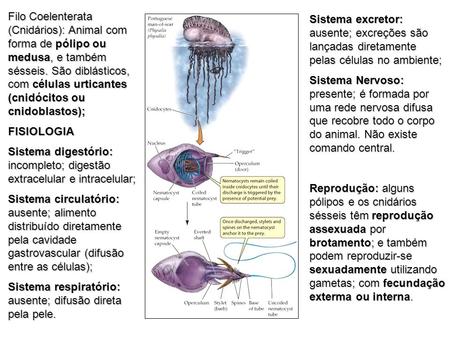 Filo Coelenterata (Cnidários): Animal com forma de pólipo ou medusa, e também sésseis. São diblásticos, com células urticantes (cnidócitos ou cnidoblastos);