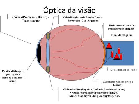 Óptica da visão Córnea(Proteção e Desvio) - Transparente