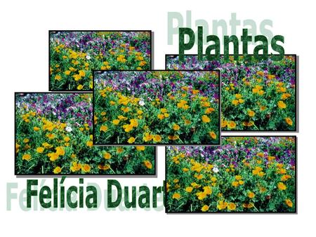 Plantas Felícia Duarte.