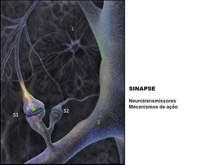 1 2 S1 S2 SINAPSE Neurotransmissores Mecanismos de ação.