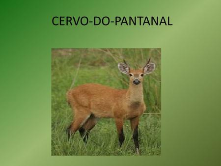 CERVO-DO-PANTANAL.