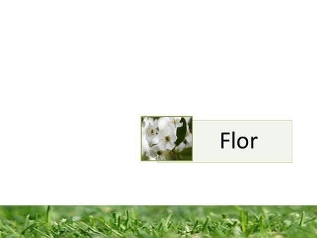 Flor.