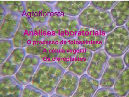 Análises laboratoriais O processo de fotossíntese