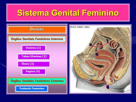 Sistema Genital Feminino