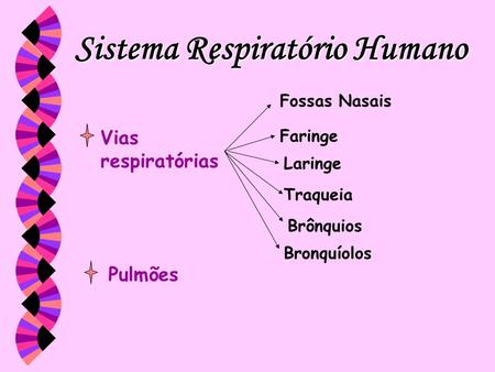 Sistema Respiratório Humano