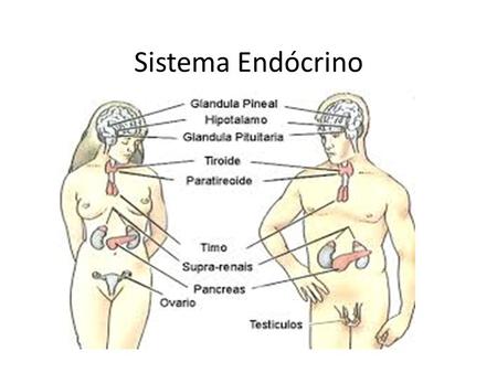 O sistema endócrino e suas principais glândulas