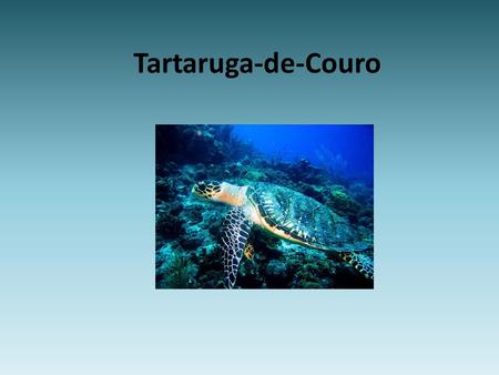 Tartaruga-de-Couro. Pesa cerca de 700 kg; Mede 182 cm; Come zooplancton gelatinoso; Vive na zona oceânica e desova no litoral norte de Espírito Santo.