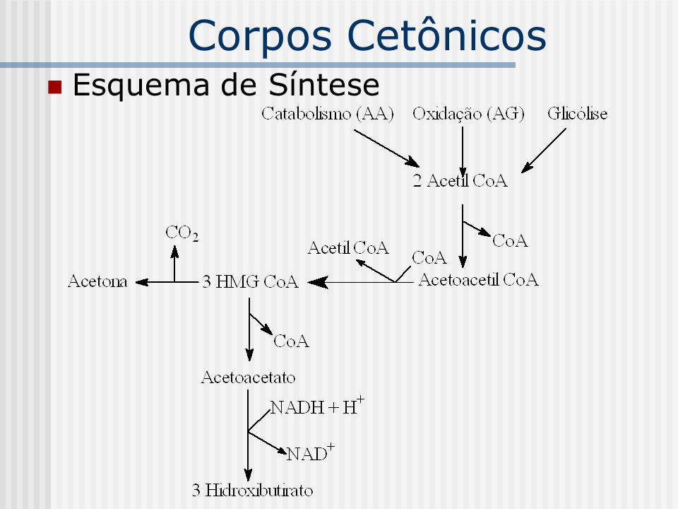 Resultado de imagem para cetogenese esquema