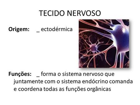 TECIDO NERVOSO Origem: _ ectodérmica Funções: _ forma o sistema nervoso que juntamente com o sistema endócrino comanda e coordena todas as funções orgânicas.