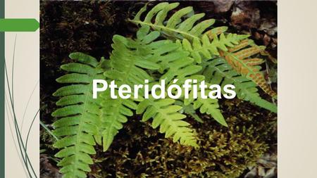 Pteridófitas.