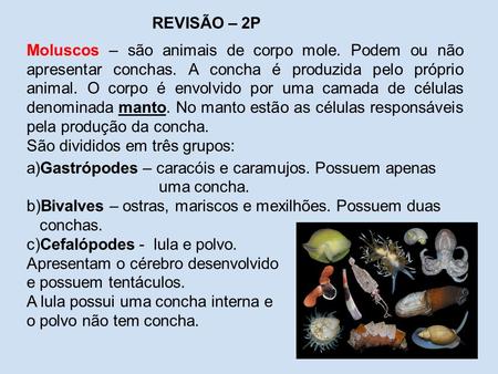REVISÃO – 2P Moluscos – são animais de corpo mole. Podem ou não apresentar conchas. A concha é produzida pelo próprio animal. O corpo é envolvido por uma.