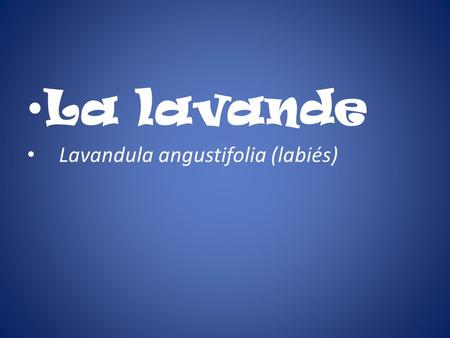 La lavande Lavandula angustifolia (labiés).