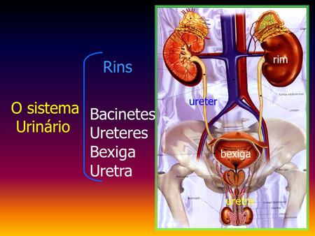 Rins O sistema Bacinetes Urinário Ureteres Bexiga Uretra rim ureter