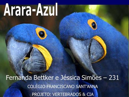 Arara-Azul Fernanda Bettker e Jéssica Simões – 231