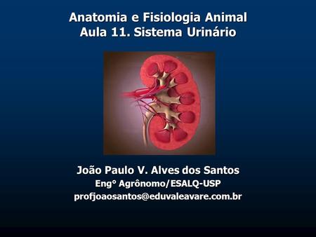 Anatomia e Fisiologia Animal Aula 11. Sistema Urinário