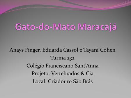 Gato-do-Mato Maracajá