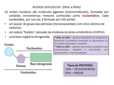 ÁCIDOS NUCLEICOS (DNA e RNA)