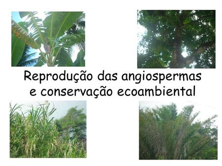 Reprodução das angiospermas e conservação ecoambiental