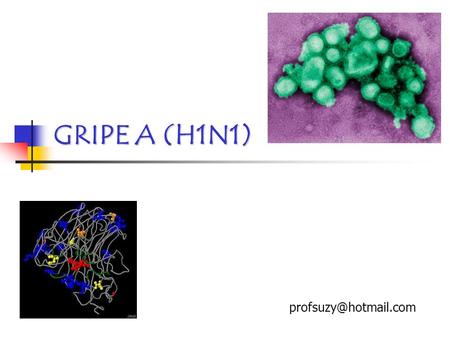 GRIPE A (H1N1) profsuzy@hotmail.com.