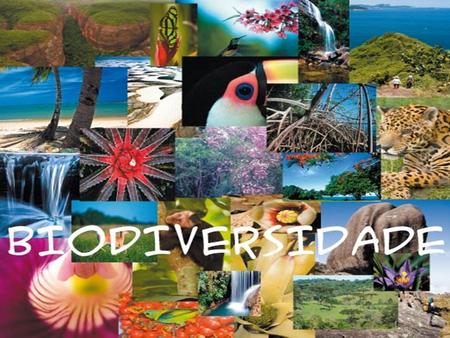 Índice: - Introdução O que é a Biodiversidade