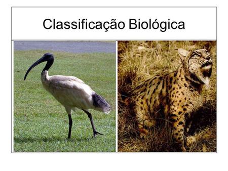 Classificação Biológica