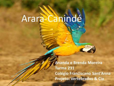 Arara-Canindé Ananda e Brenda Moreira Turma 231