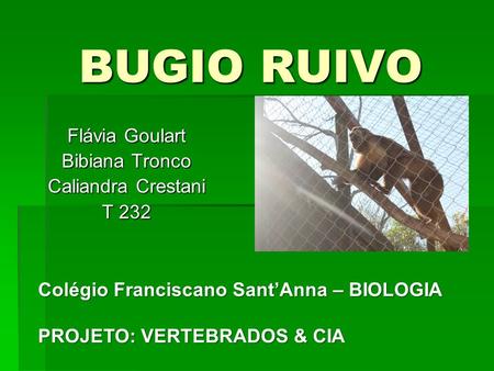 BUGIO RUIVO Flávia Goulart Bibiana Tronco Caliandra Crestani T 232 Colégio Franciscano SantAnna – BIOLOGIA PROJETO: VERTEBRADOS & CIA.