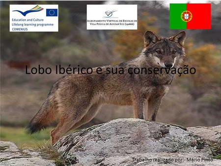 Lobo Ibérico e sua conservação