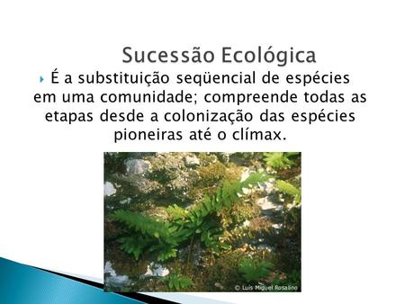 Sucessão Ecológica É a substituição seqüencial de espécies em uma comunidade; compreende todas as etapas desde a colonização das espécies pioneiras.