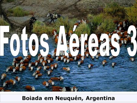 Boiada em Neuquén, Argentina