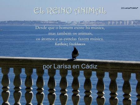 EL REINO ANIMAL por Larísa en Cádiz