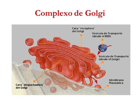 Complexo de Golgi.