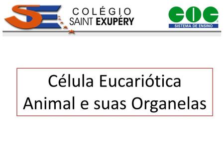 Célula Eucariótica Animal e suas Organelas