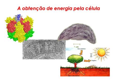 A obtenção de energia pela célula
