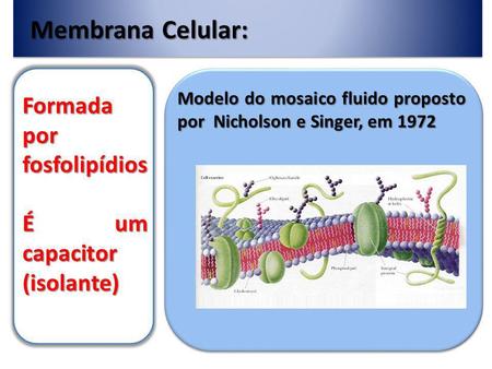 Membrana Celular: Formada por fosfolipídios É um capacitor (isolante)