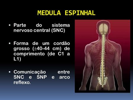 MEDULA ESPINHAL Parte do sistema nervoso central (SNC)