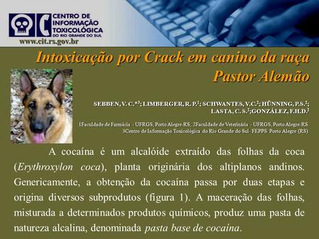 Intoxicação por Crack em canino da raça Pastor Alemão