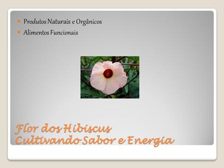 Flor dos Hibiscus Cultivando Sabor e Energia
