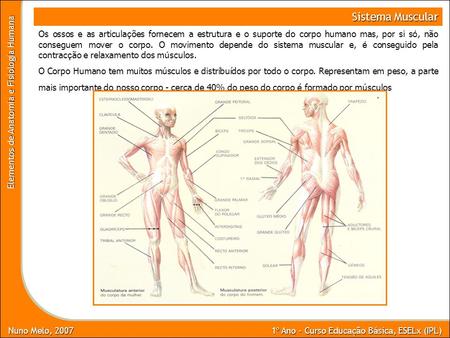 Sistema Muscular Os ossos e as articulações fornecem a estrutura e o suporte do corpo humano mas, por si só, não conseguem mover o corpo. O movimento depende.
