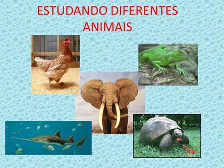 ESTUDANDO DIFERENTES ANIMAIS