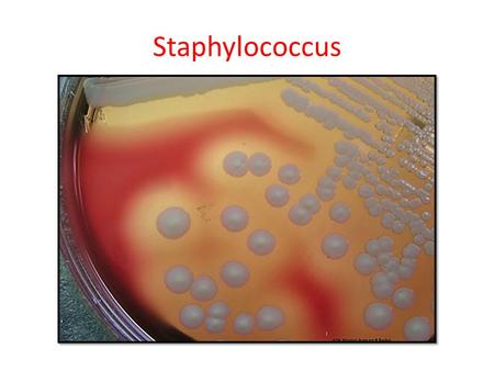 Staphylococcus.