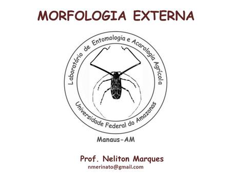 MORFOLOGIA EXTERNA Prof. Neliton Marques nmerinato@gmail.com.