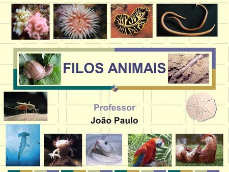 FILOS ANIMAIS Professor João Paulo.