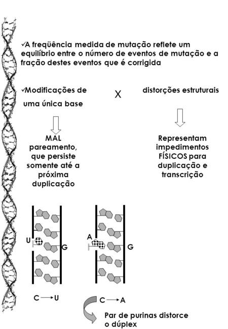 A freqüência medida de mutação reflete um equilíbrio entre o número de eventos de mutação e a fração destes eventos que é corrigida Modificações de.
